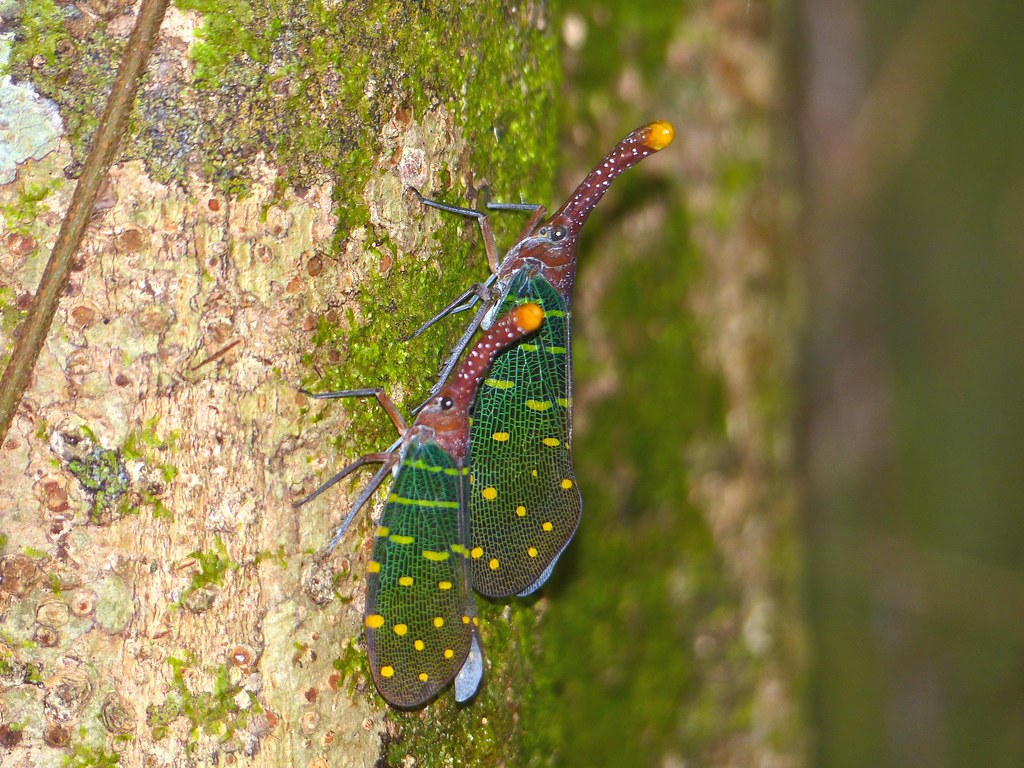 Bukit Engkabang