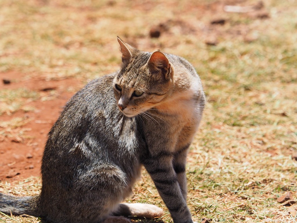 Makuli