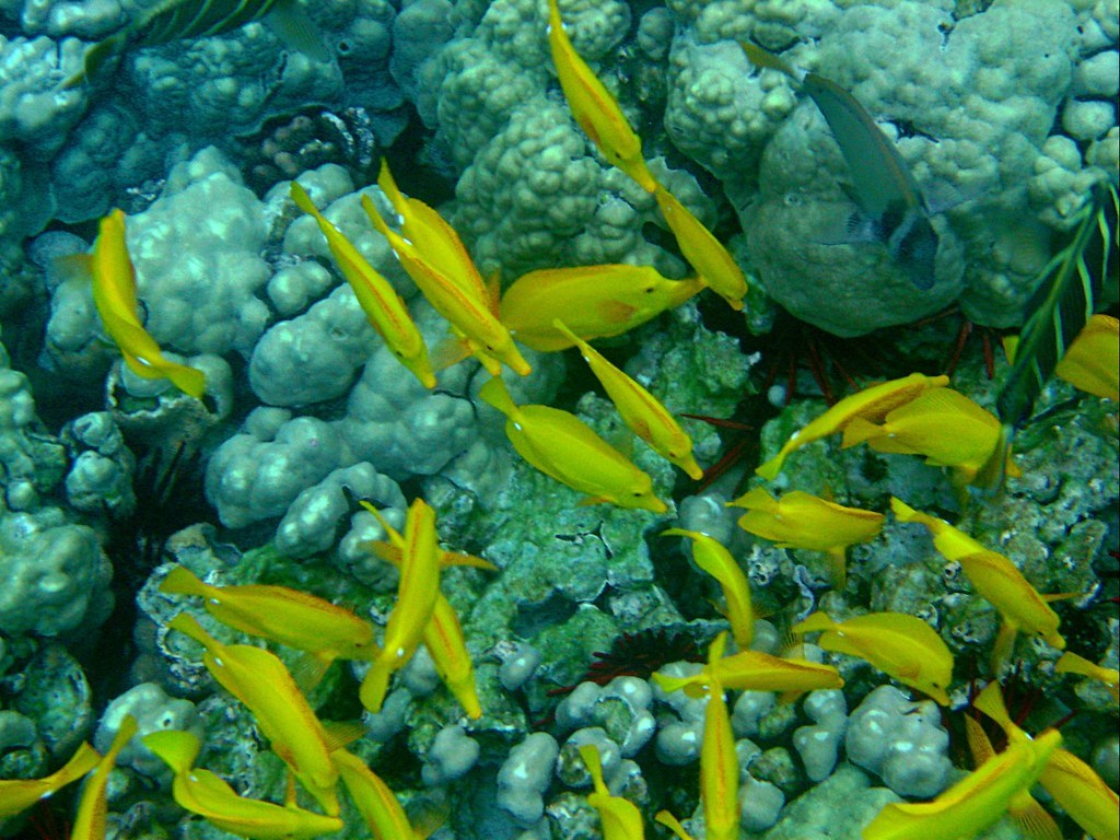 Moanuiahea