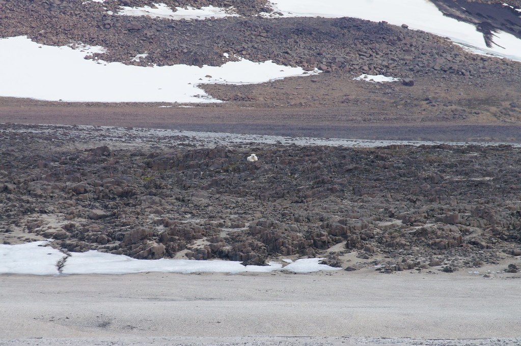 Kosterbreen