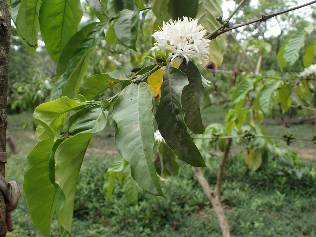 Beantrandra