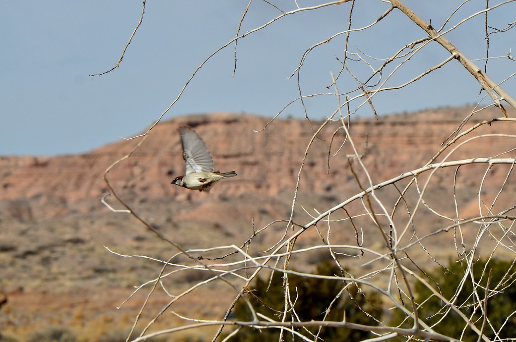 Ladron Peak