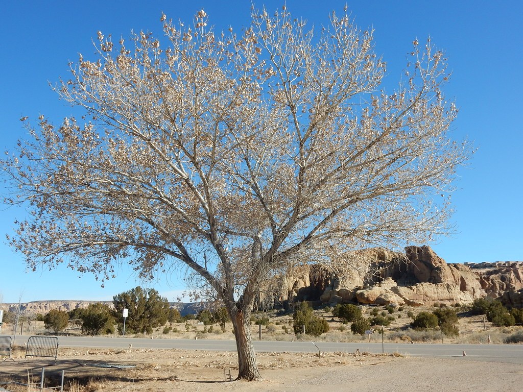 Mesa del Oro
