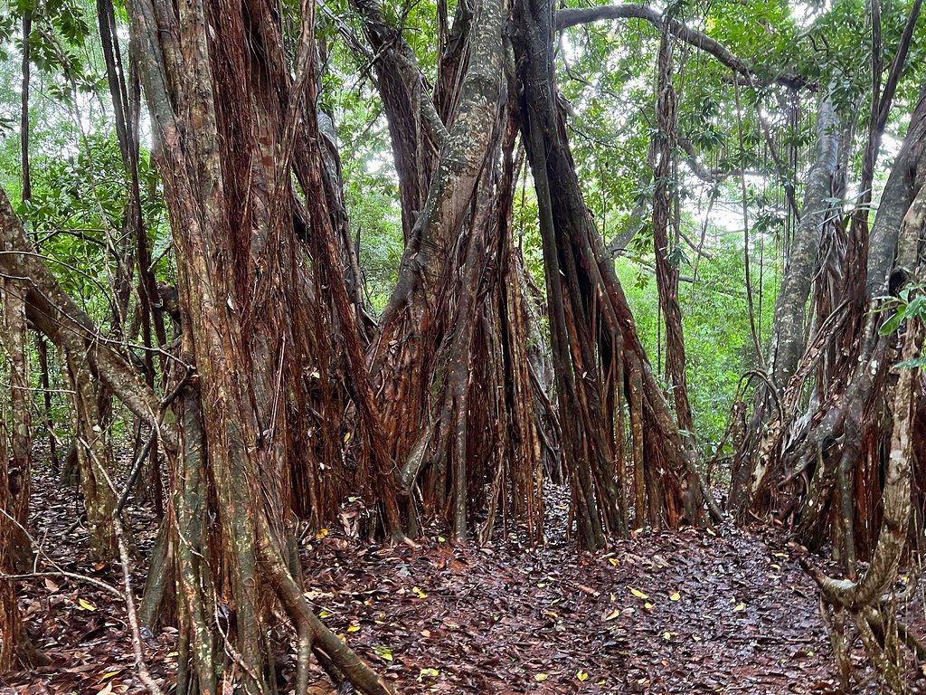 Other Molokai Waterfalls