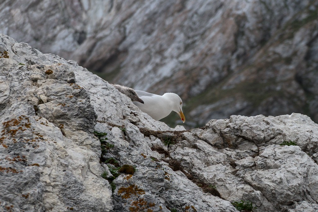 Austre Torrell Glacier