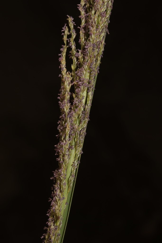 Ambolamena