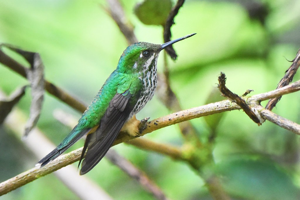 Podocarpus National Park