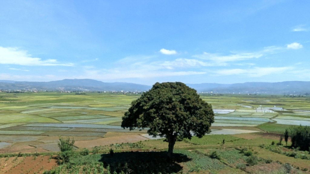Betampona