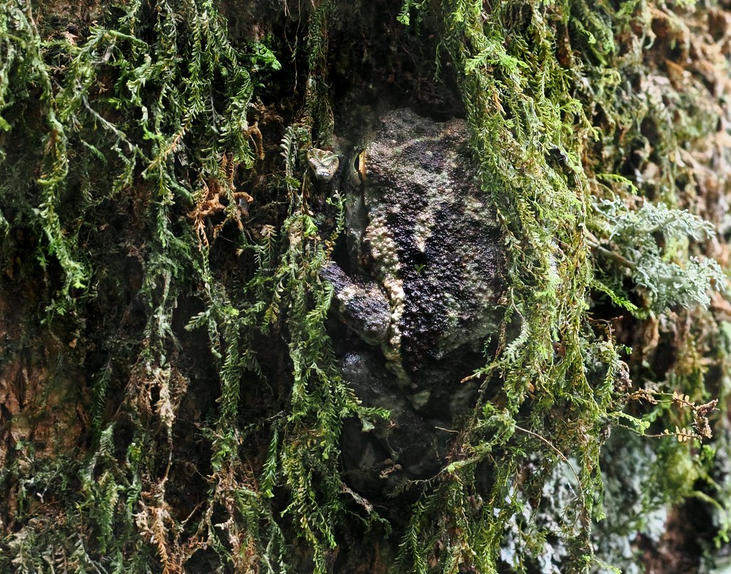 Antanetibe