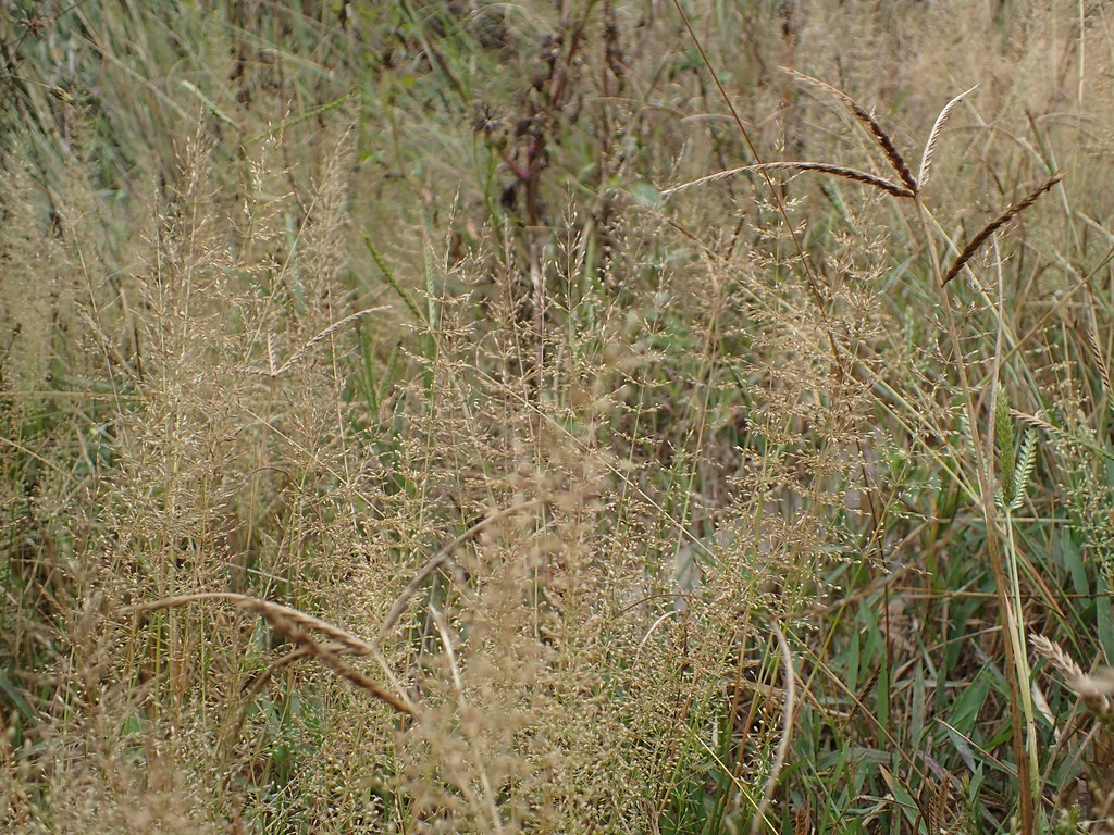 Analamiantona