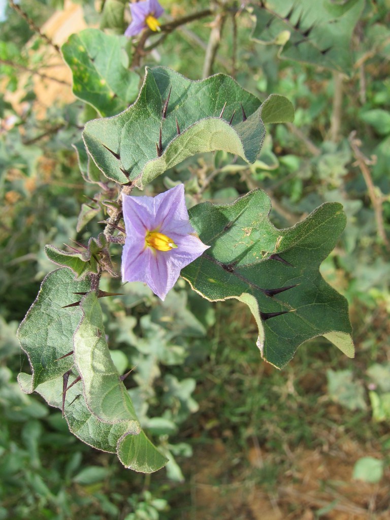 Manjavily