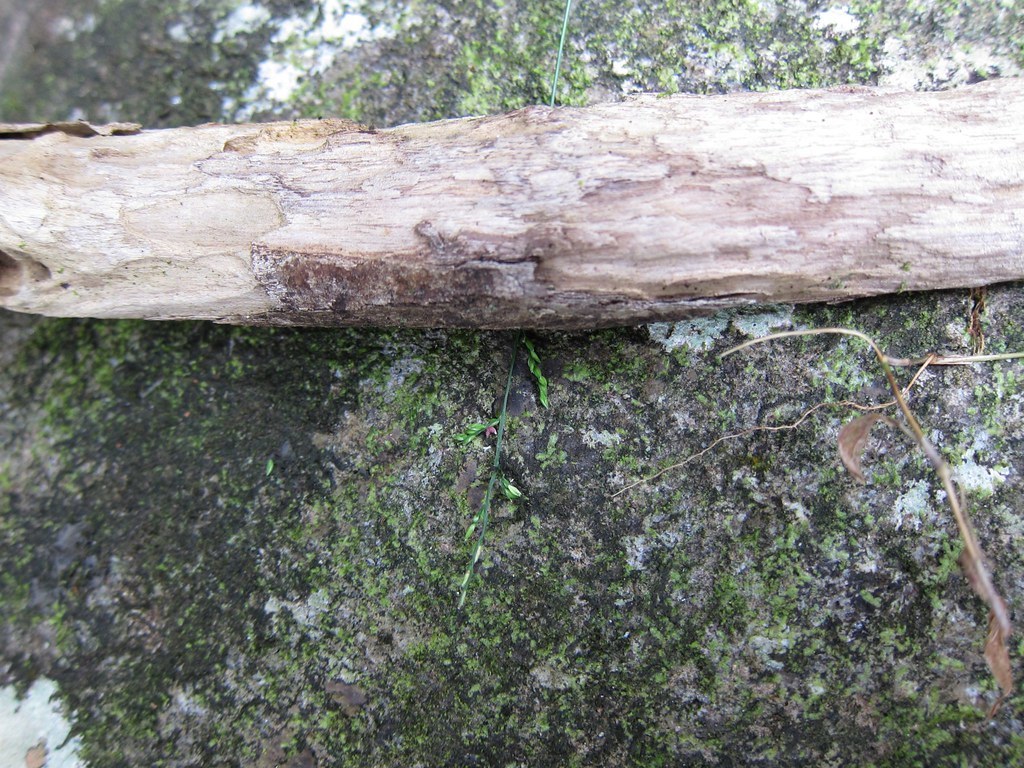 Analavelona