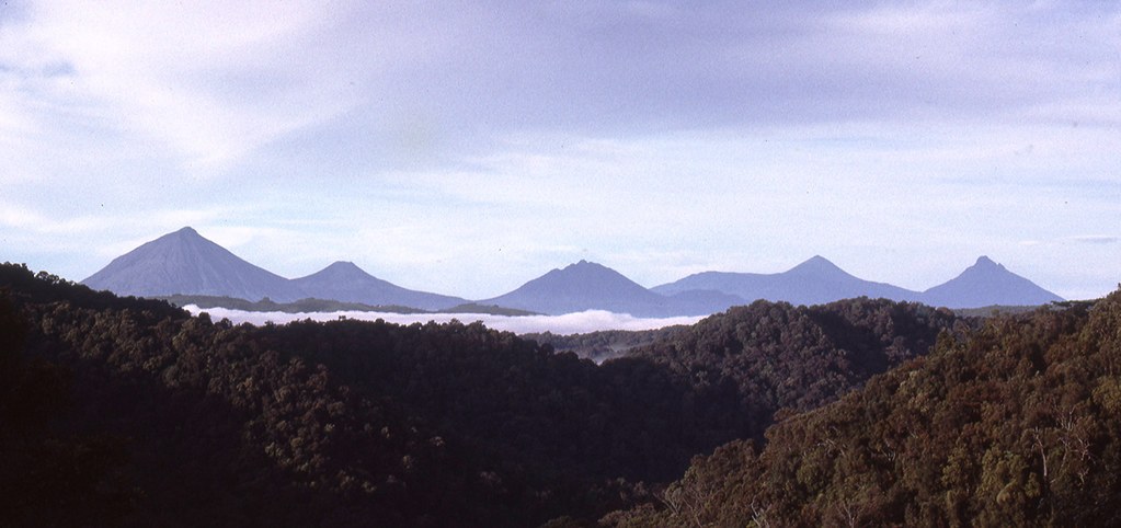 Bivungu