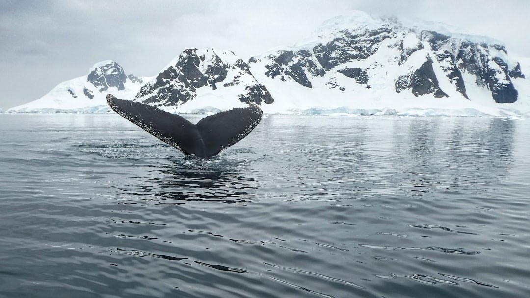 Anashkin Seamount