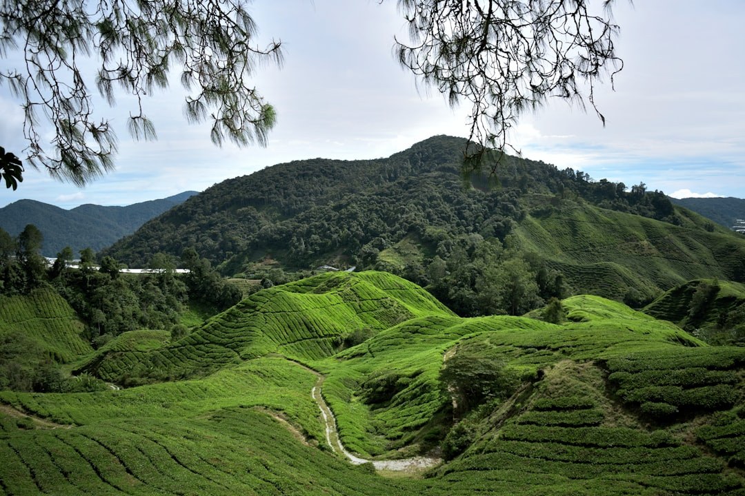 Lata Berkuh