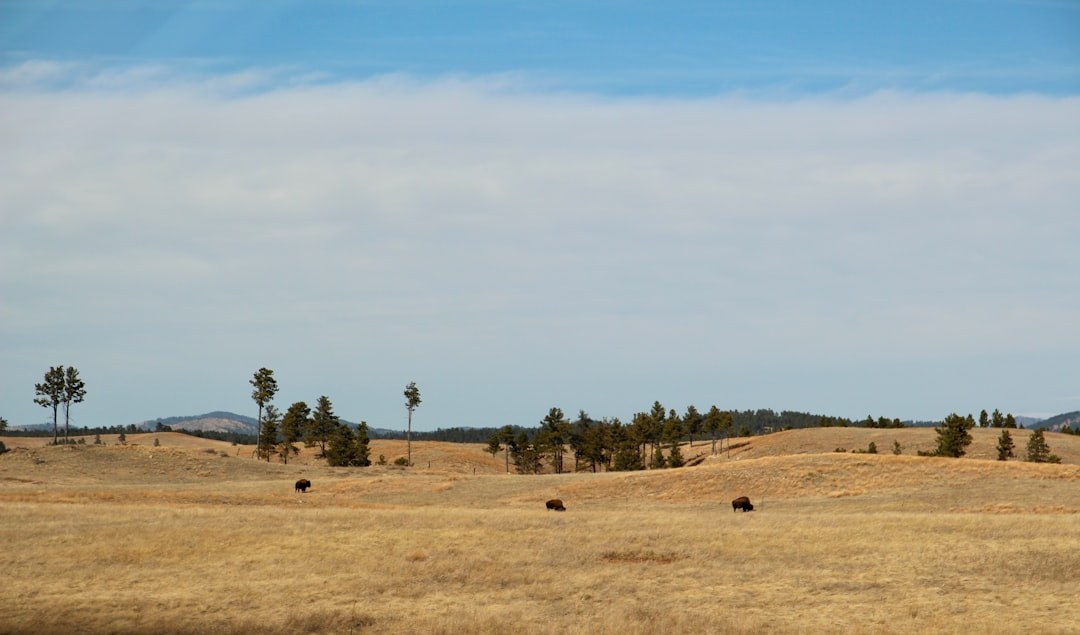 Blackbird Hill
