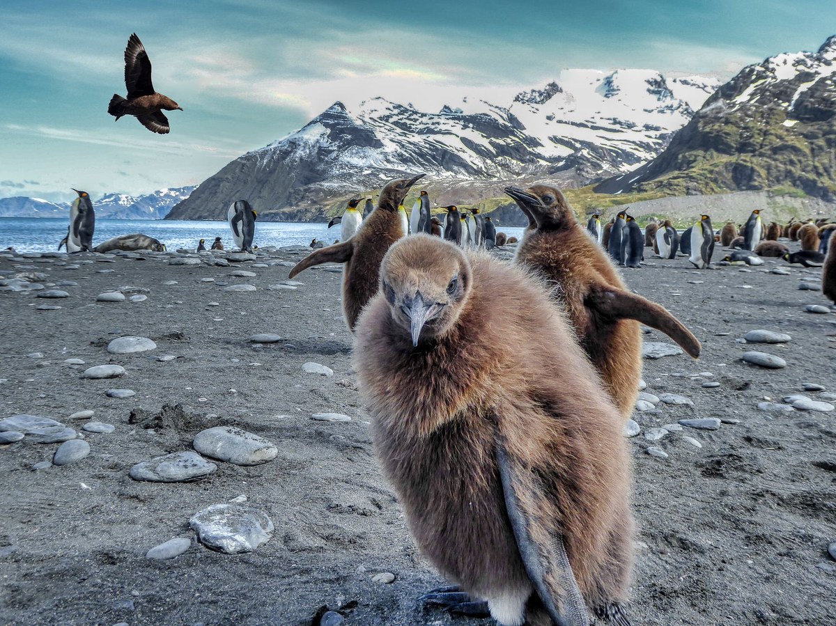 Brown Nunataks