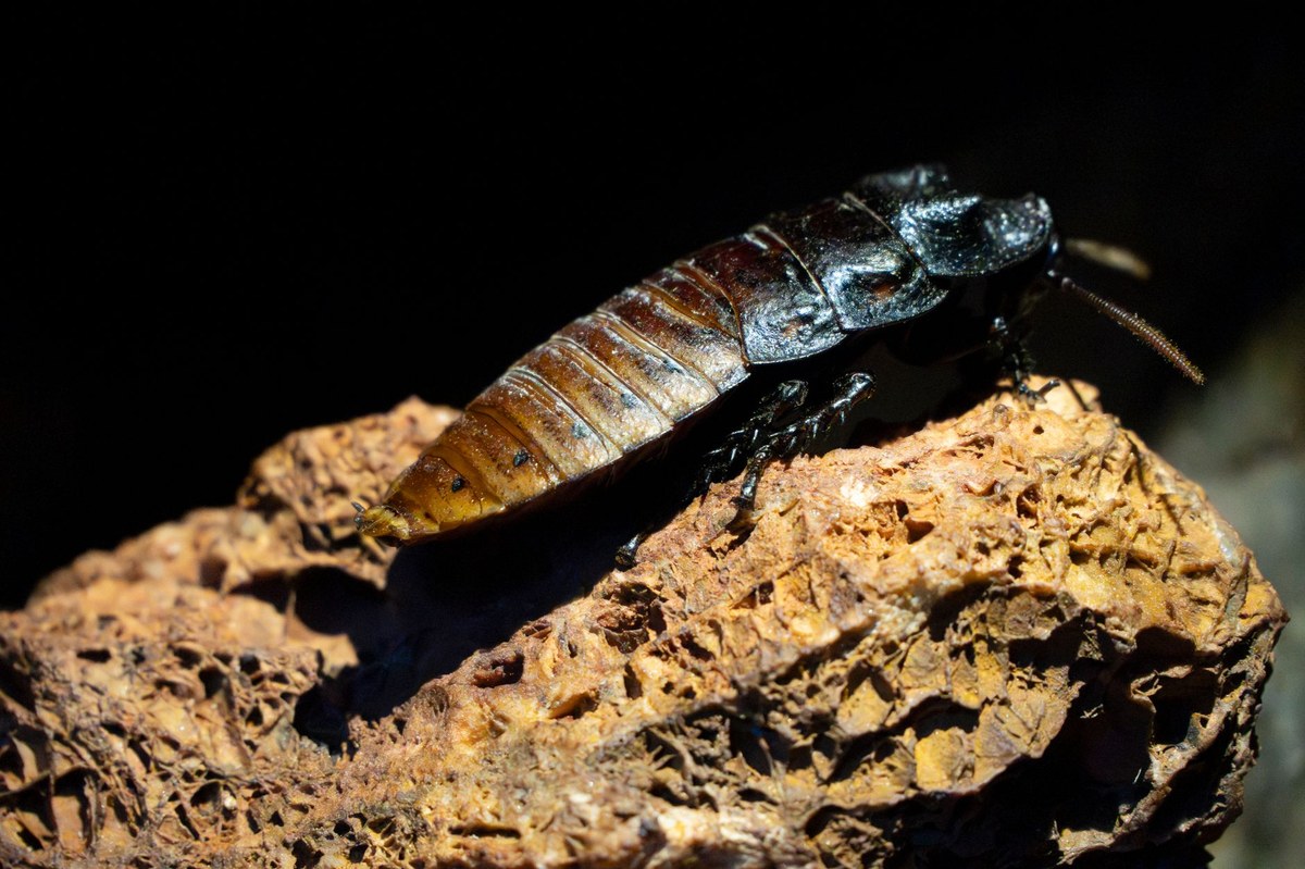 Garonina II