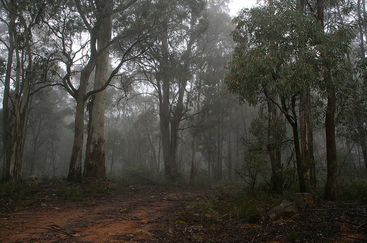 Adams Hill