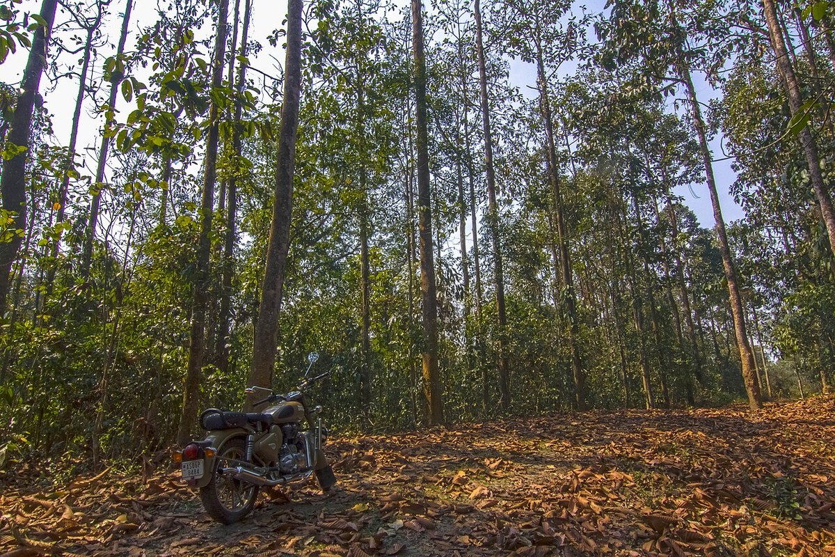 Dehing Patkai National Park
