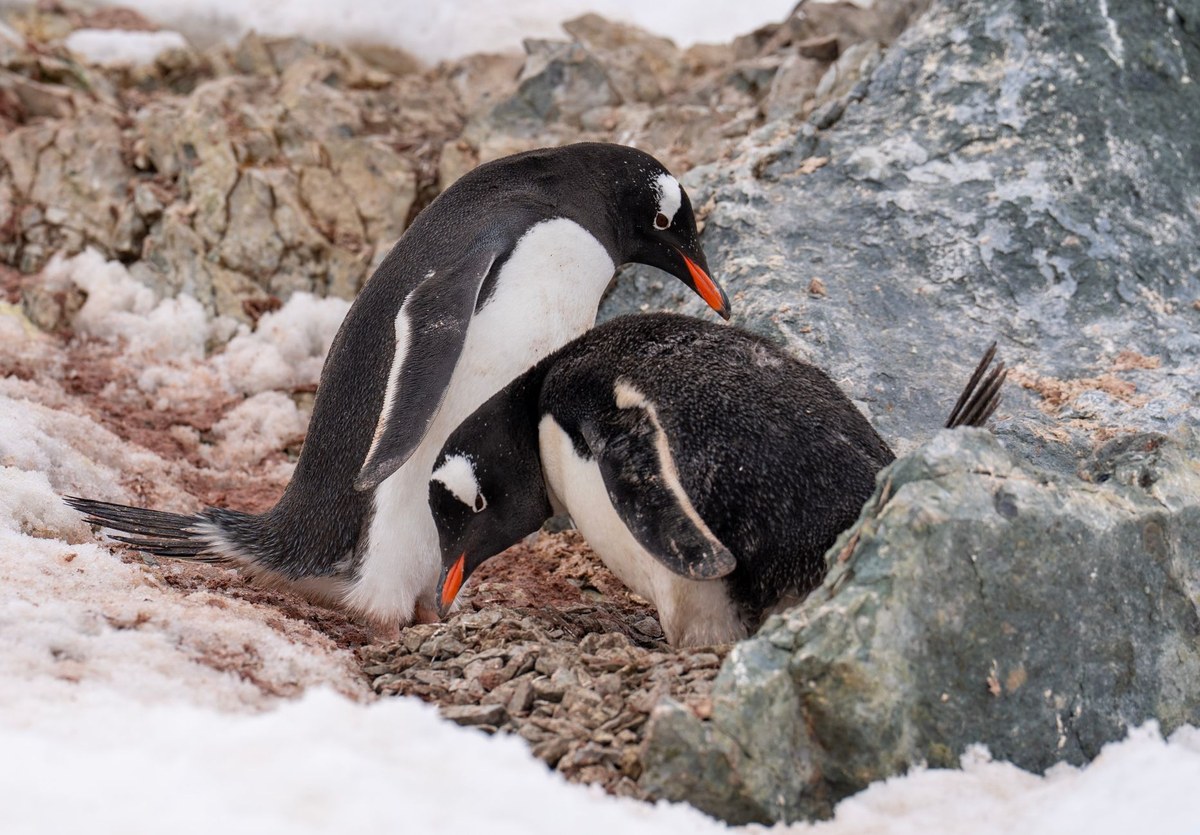 Breeding Nunatak