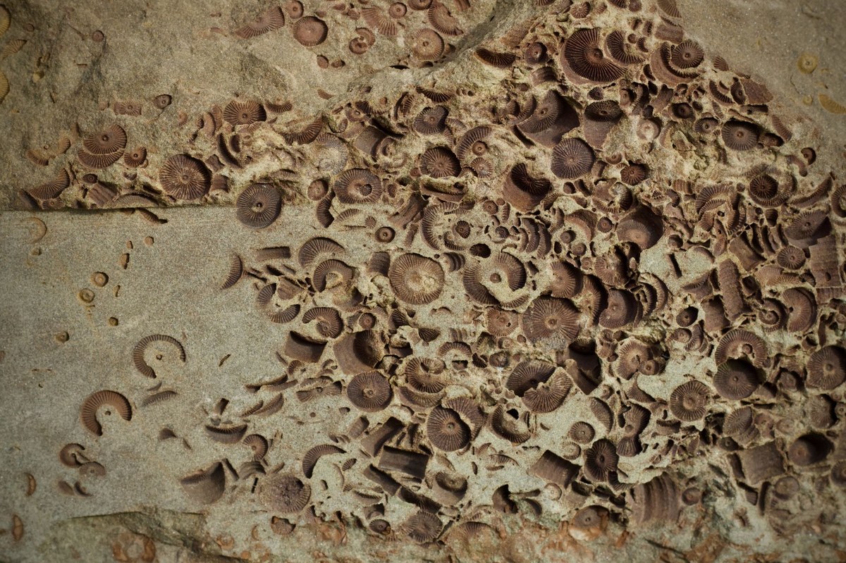 Ammonite Scarp