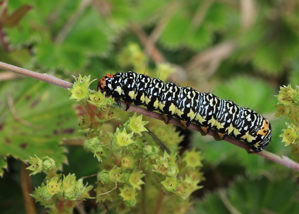 Black River Beach