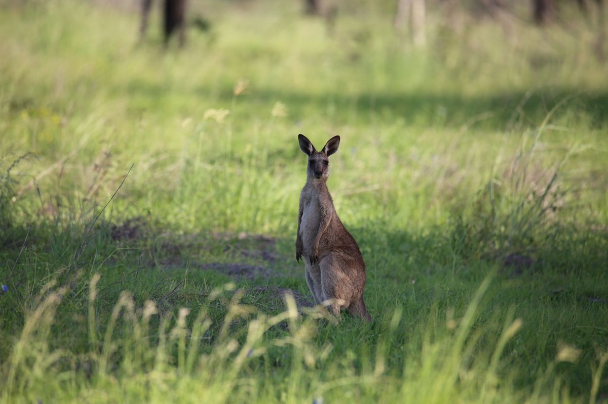 Blackwood National Park