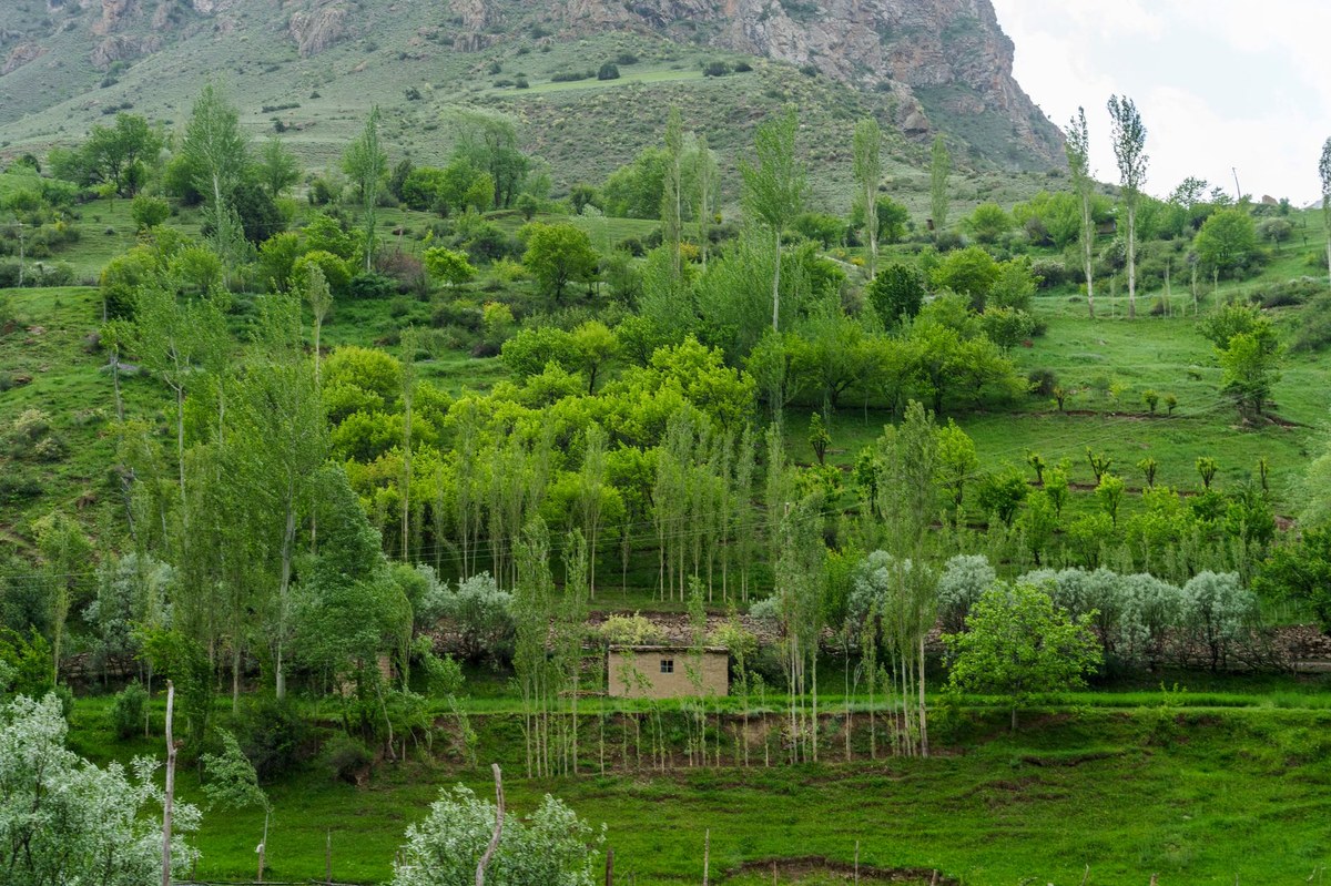 Haib