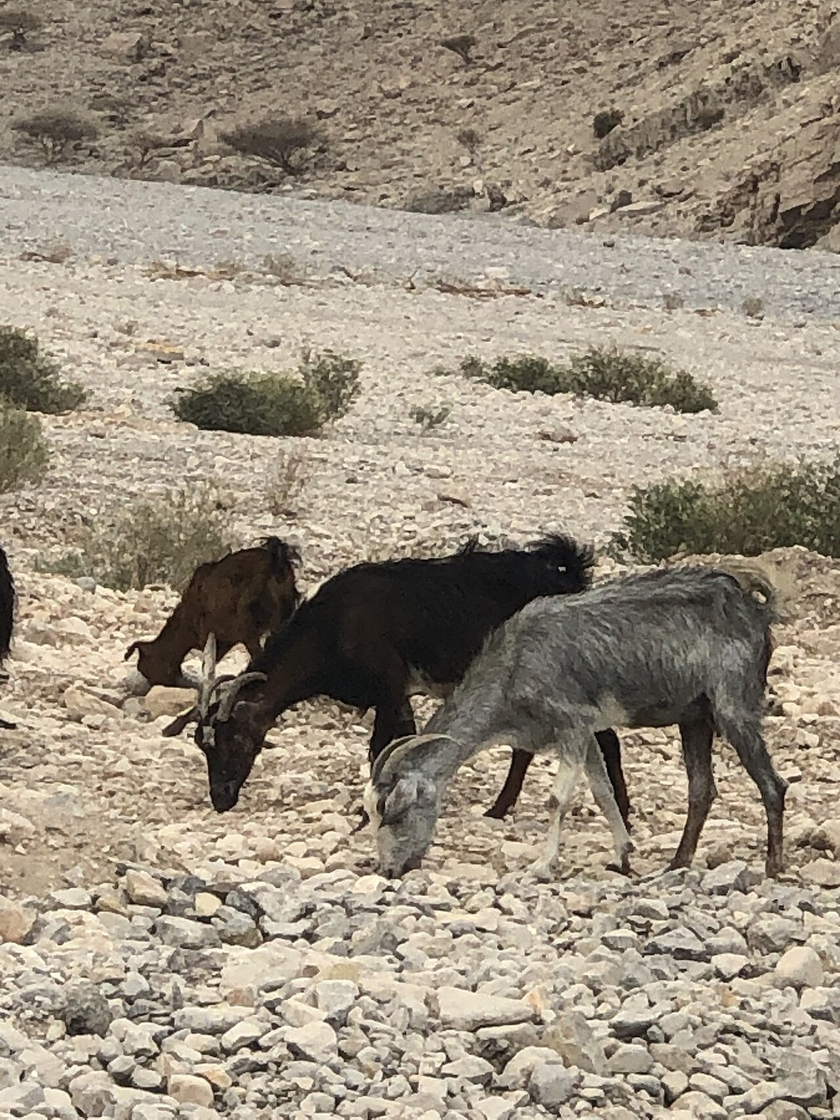 Jabal Ghabbas