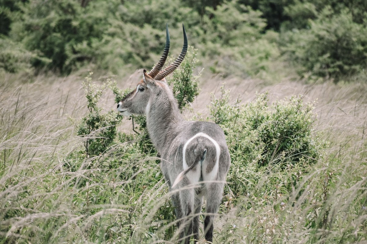Gambela National Park