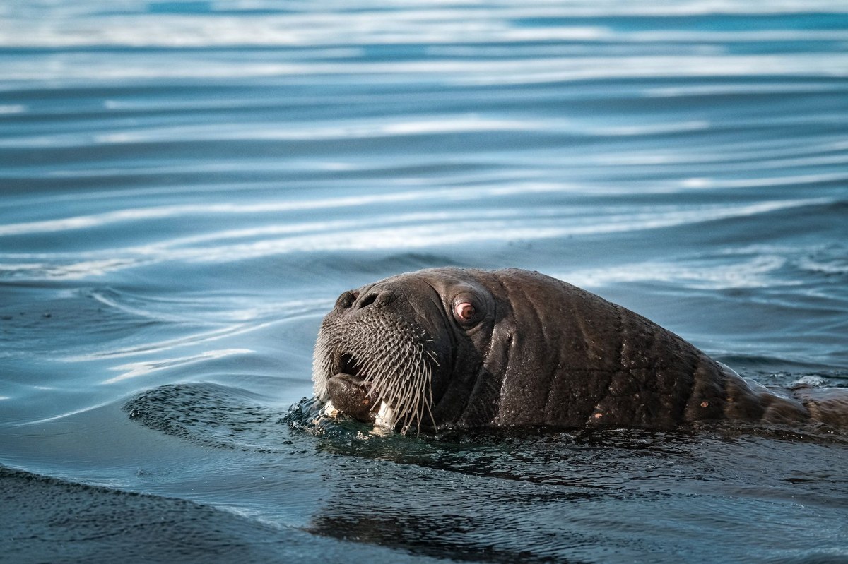 Sør-Spitsbergen National Park