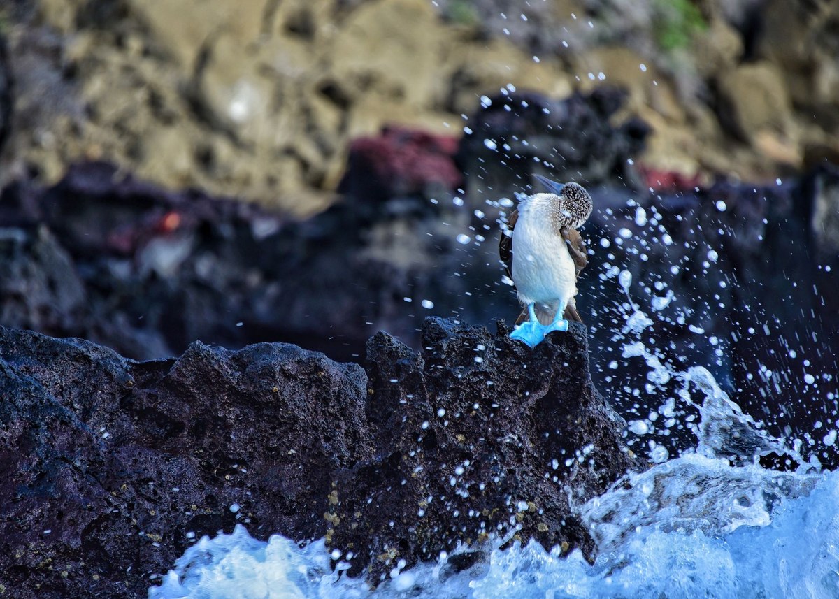Alcedo Volcano