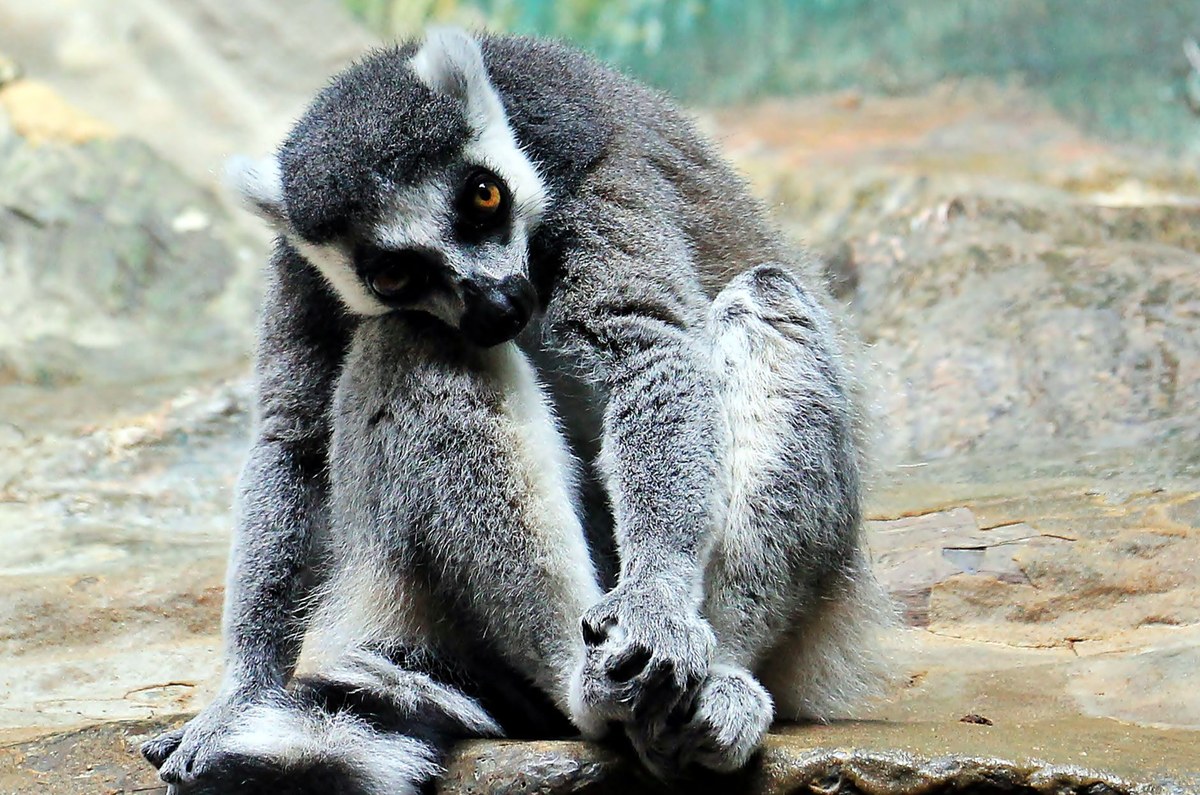 Andohanianjafy