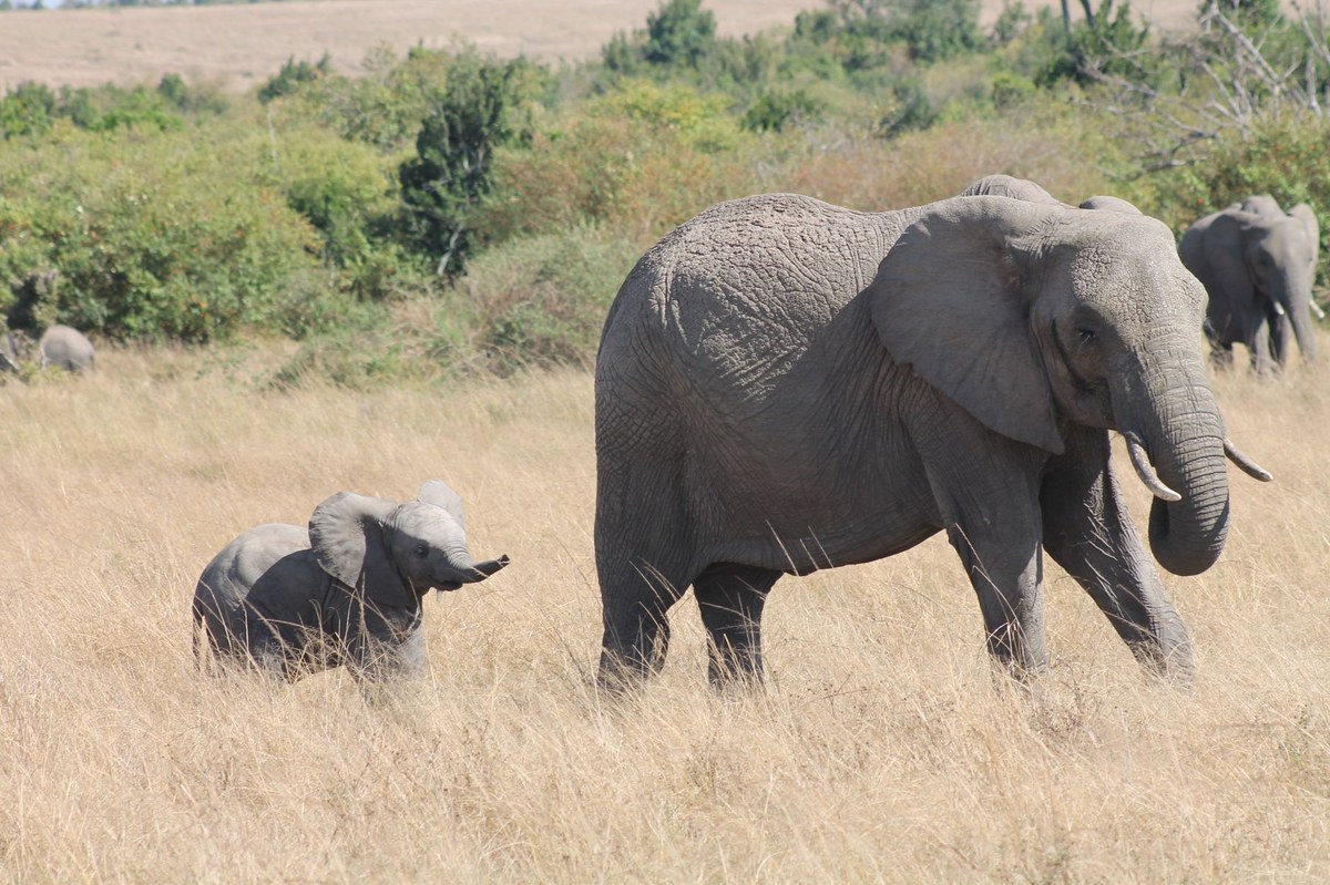 Mama Safara