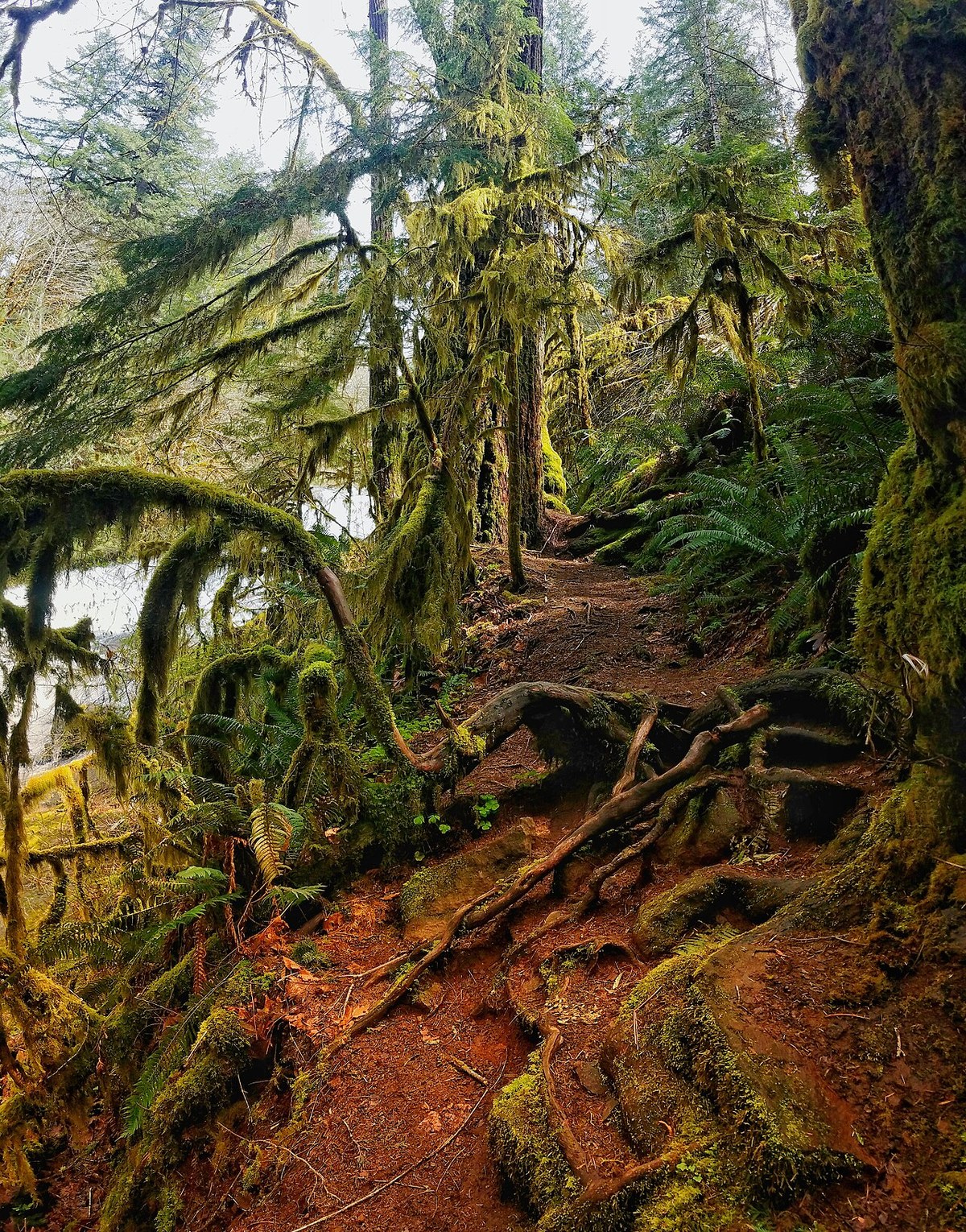 Alsea Falls