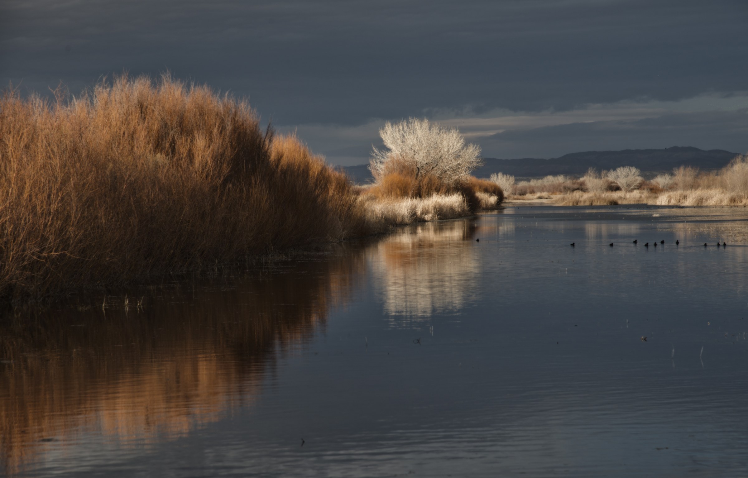 Bosque del Apache