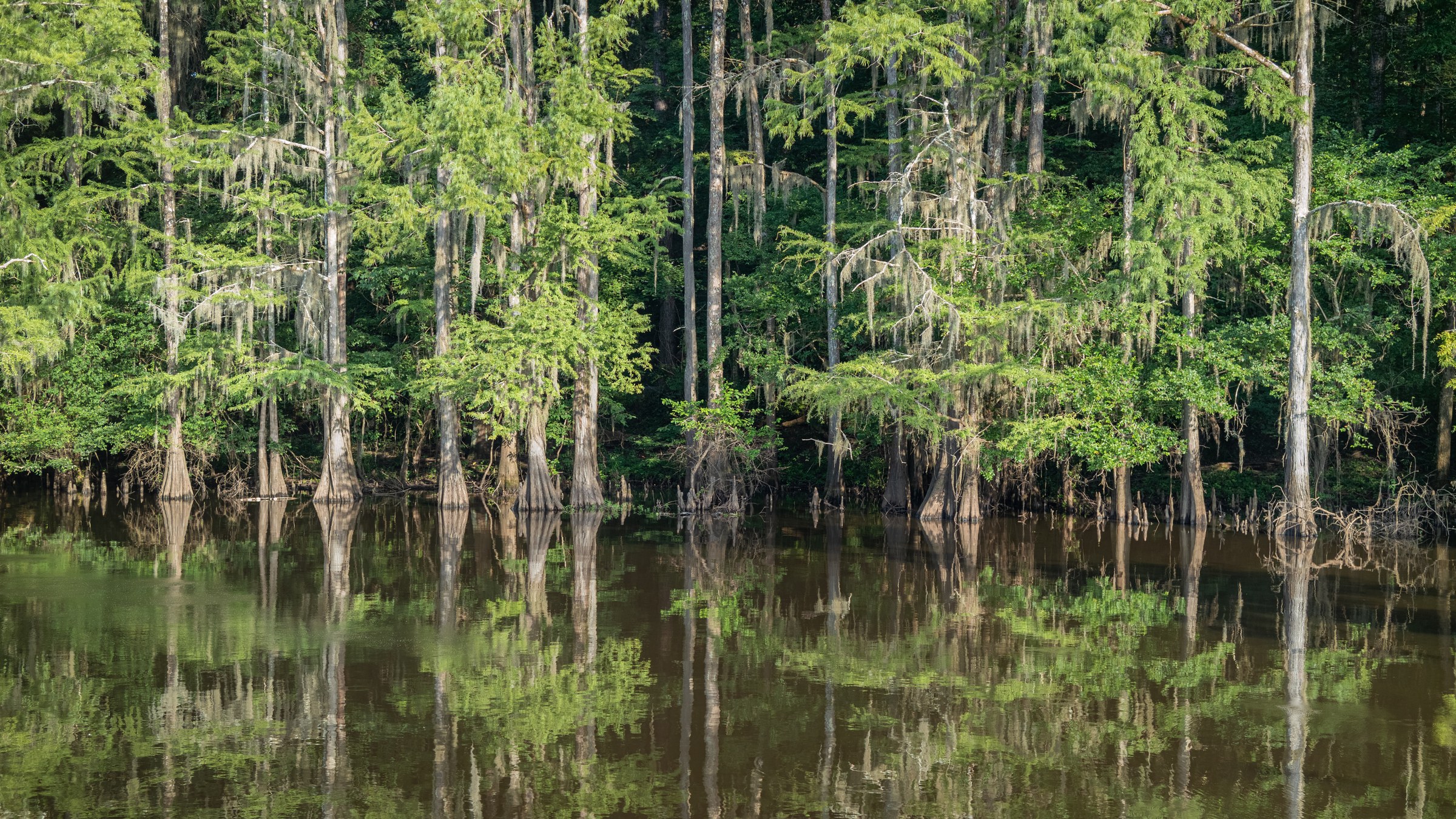 Caddo Lake (Texas/Louisiana Bayou)