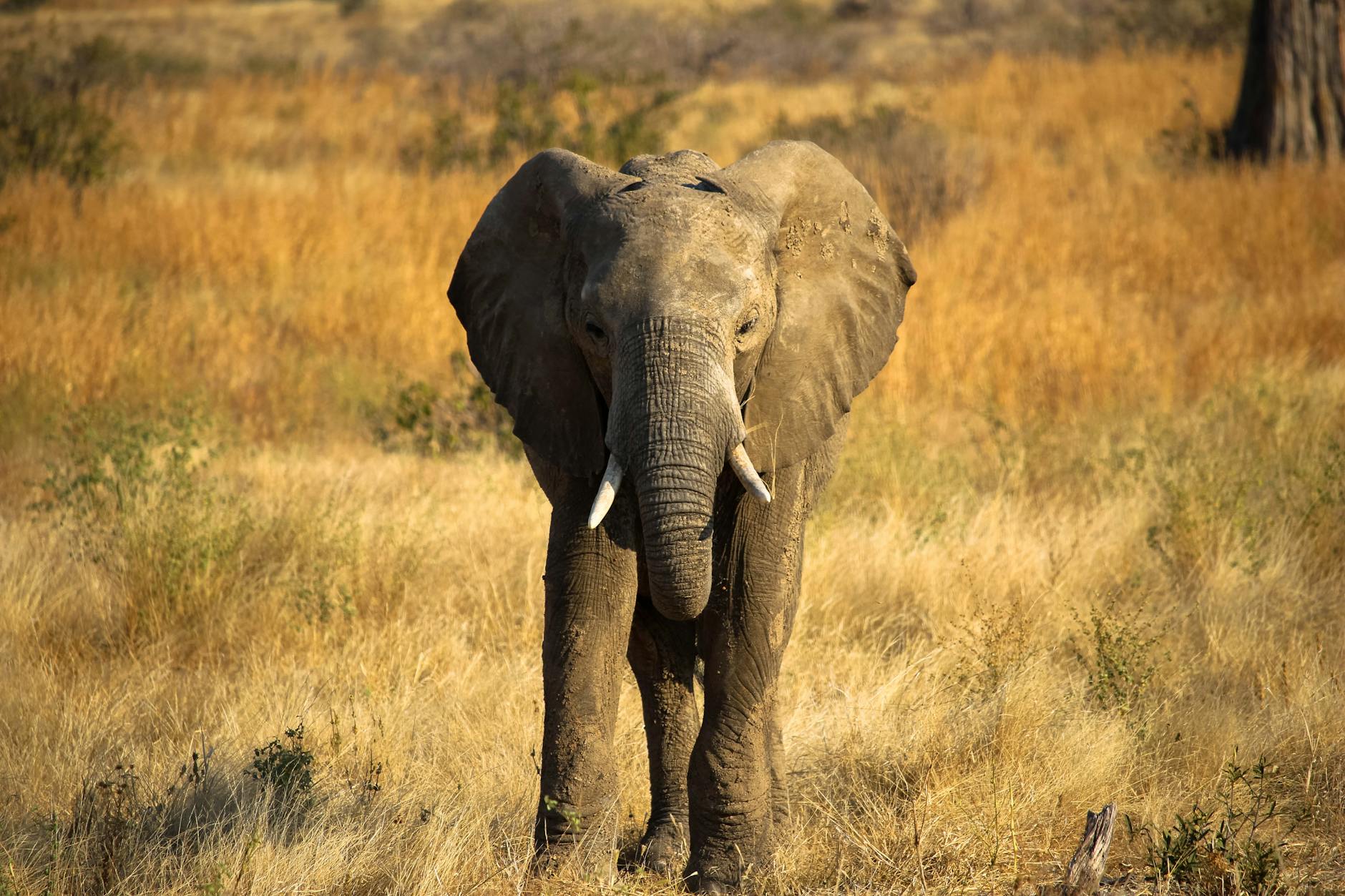 East Africa Safari