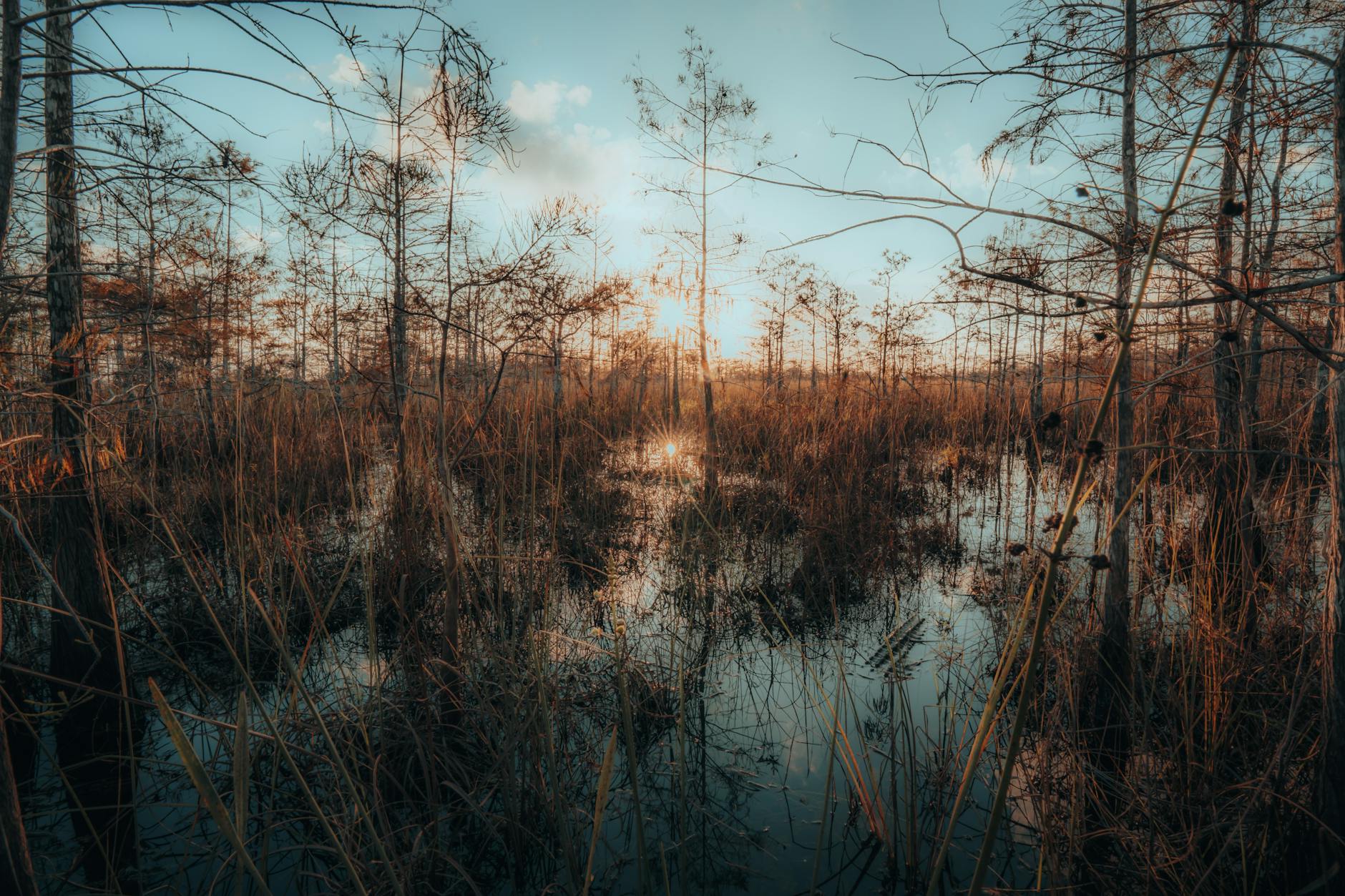 Florida Everglades