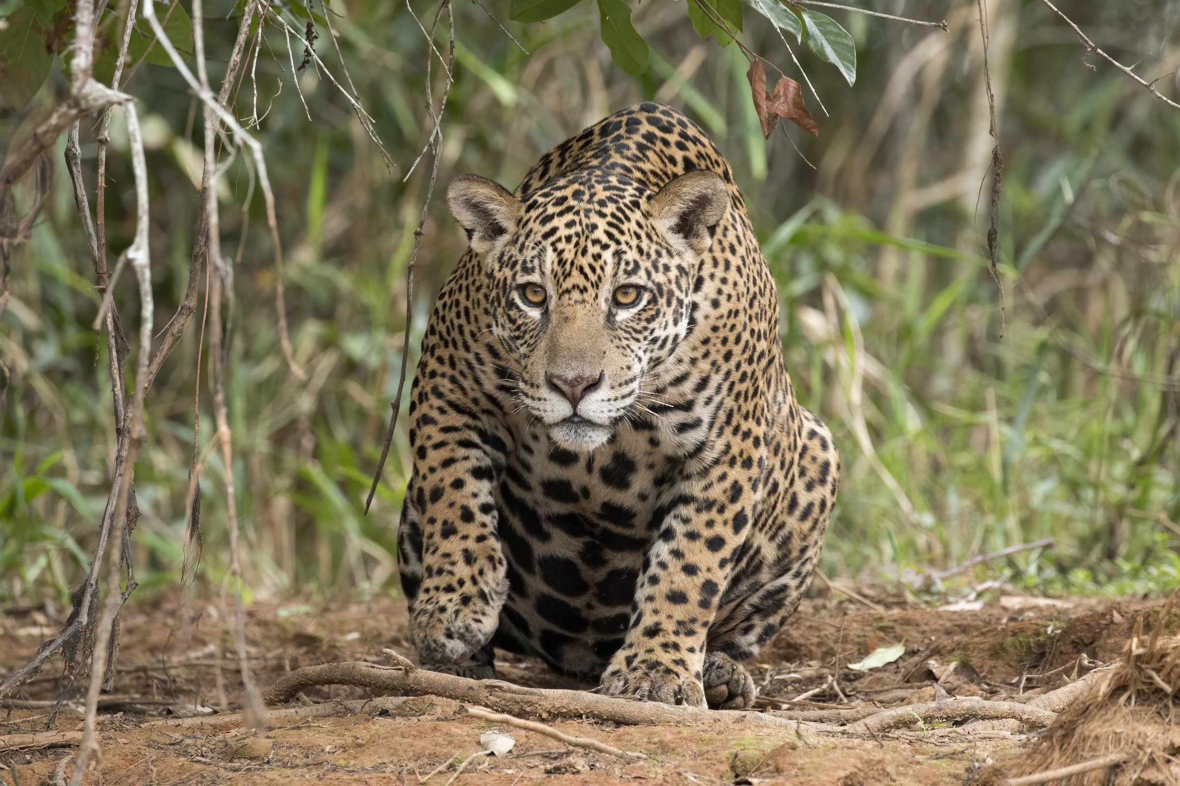 Pantanal (Jaguar Country)