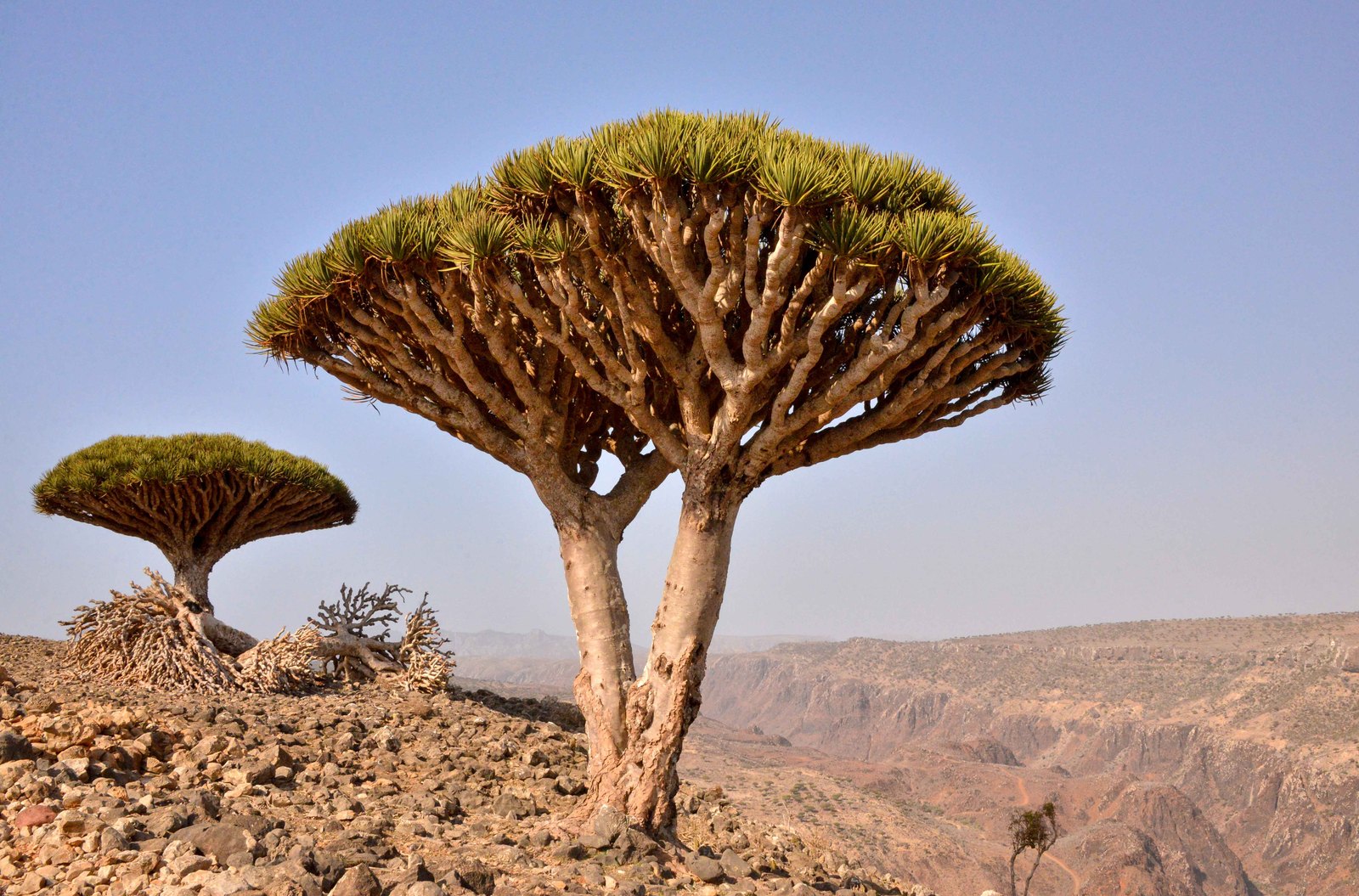 Socotra