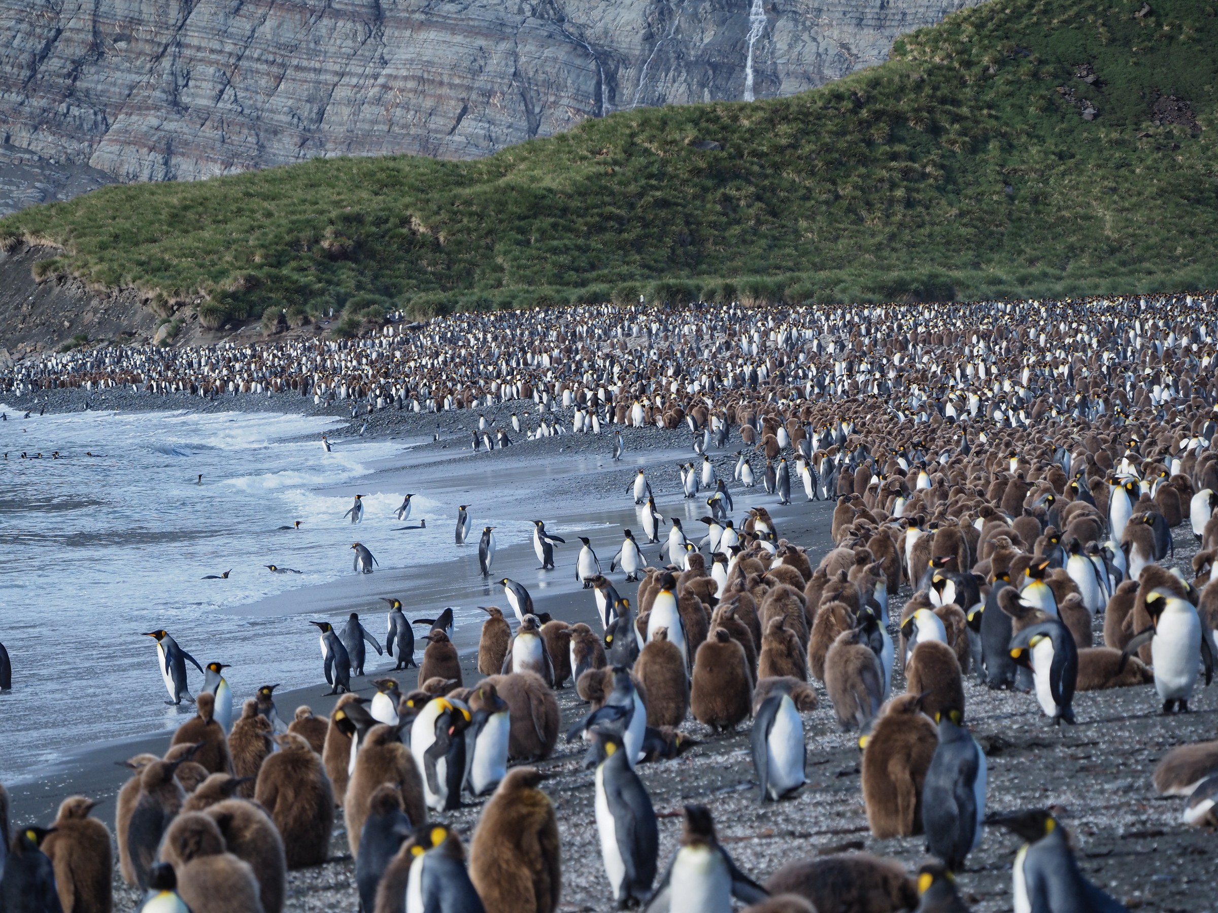 South Georgia & Falkland Islands