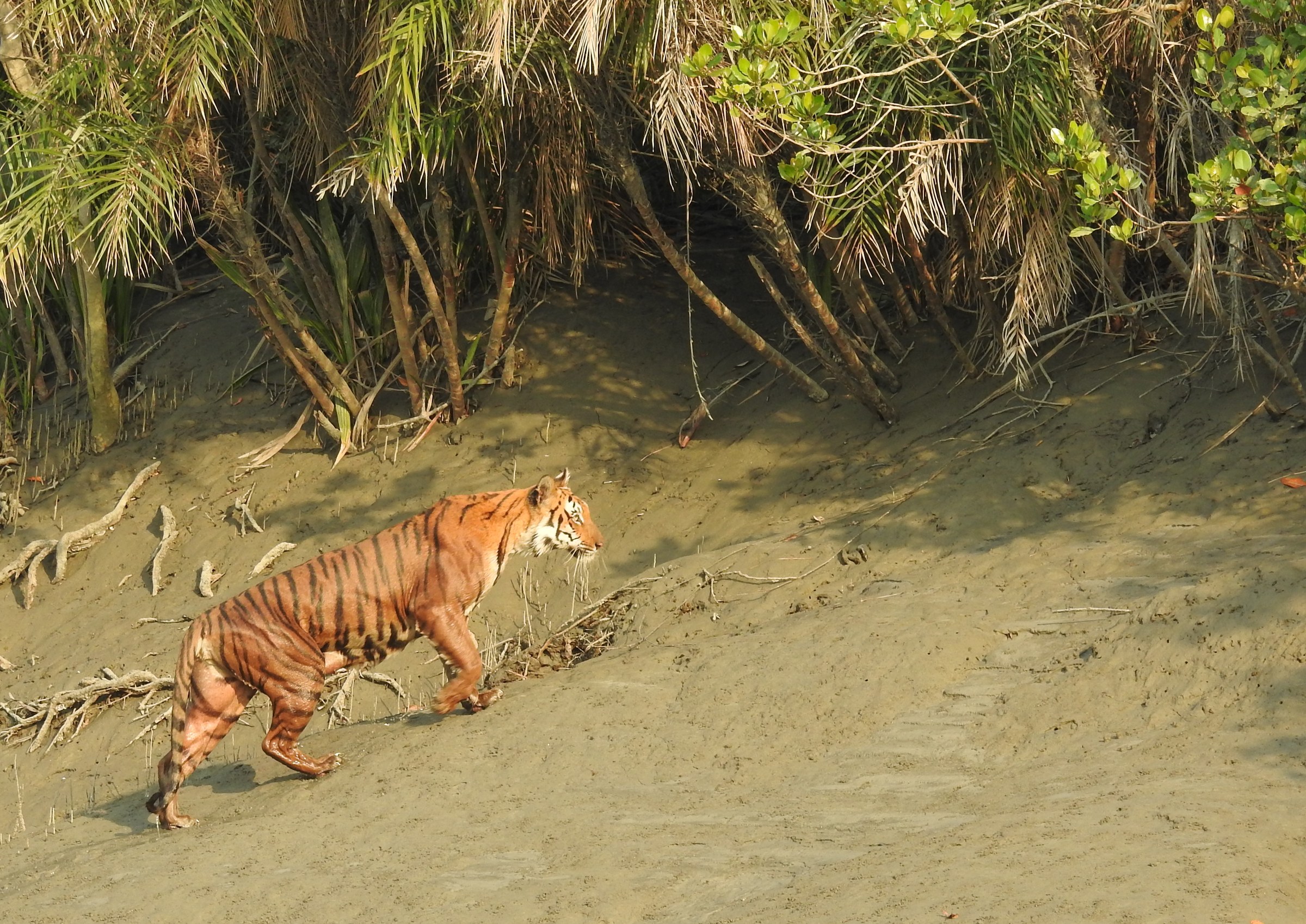 Sundarbans