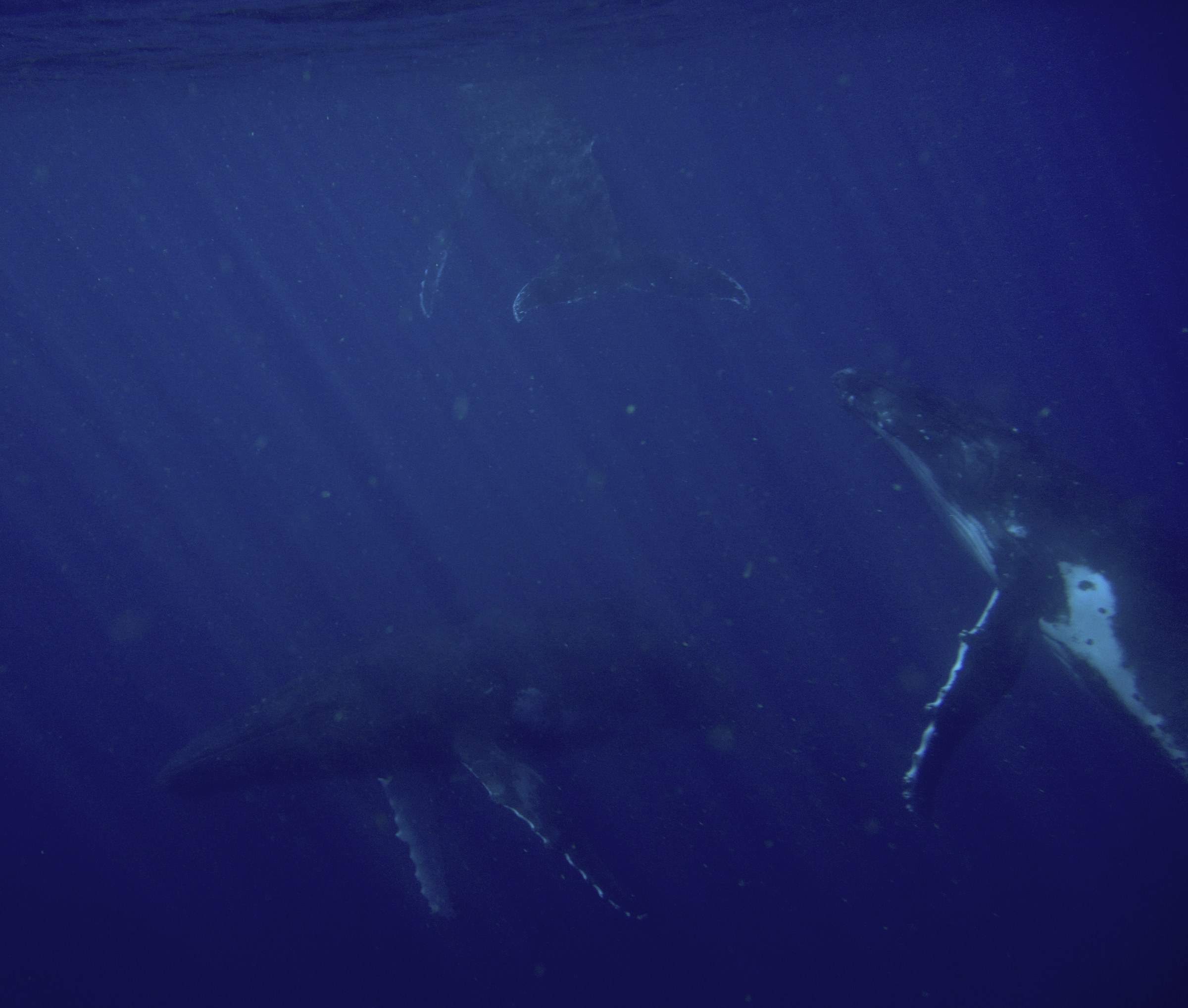 Tonga (Vava'u Whales)