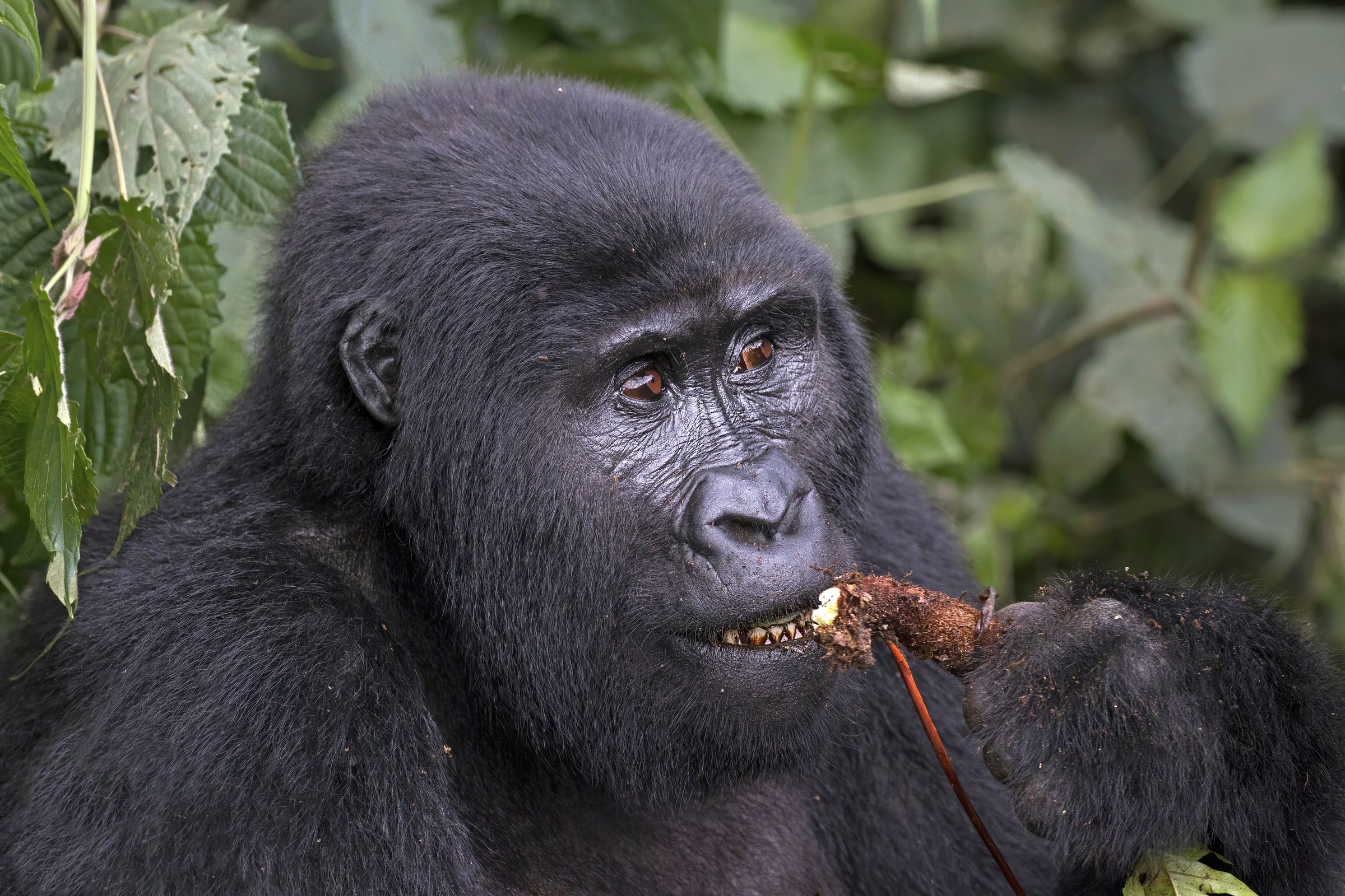Uganda & Rwanda Gorillas