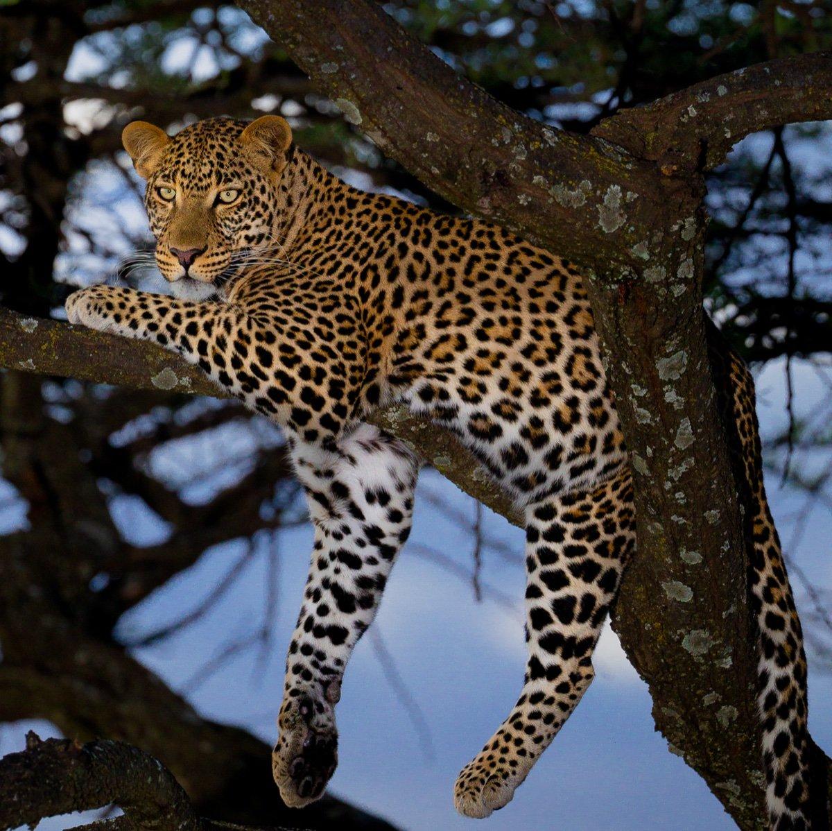 A leopard resting on a tree branch against a soft blue background, filling the frame with a sharp catchlight in its eye
