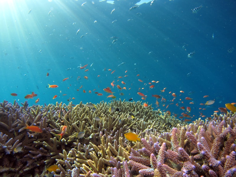 Underwater Photography