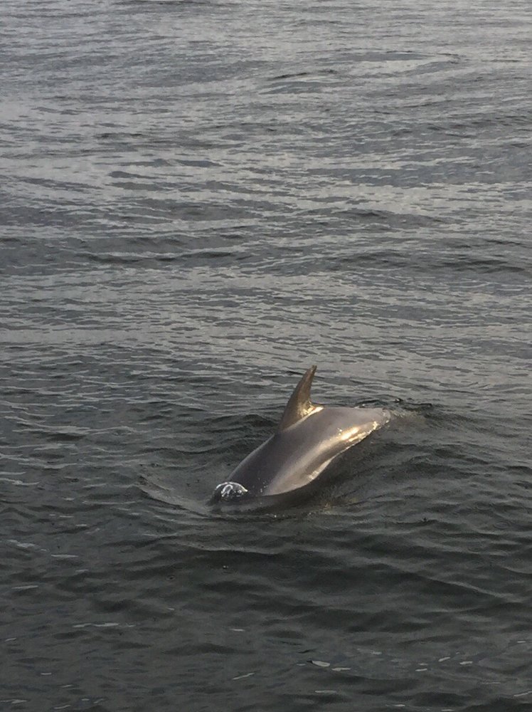 Private Dolphin And Snorkeling Tours West Maui