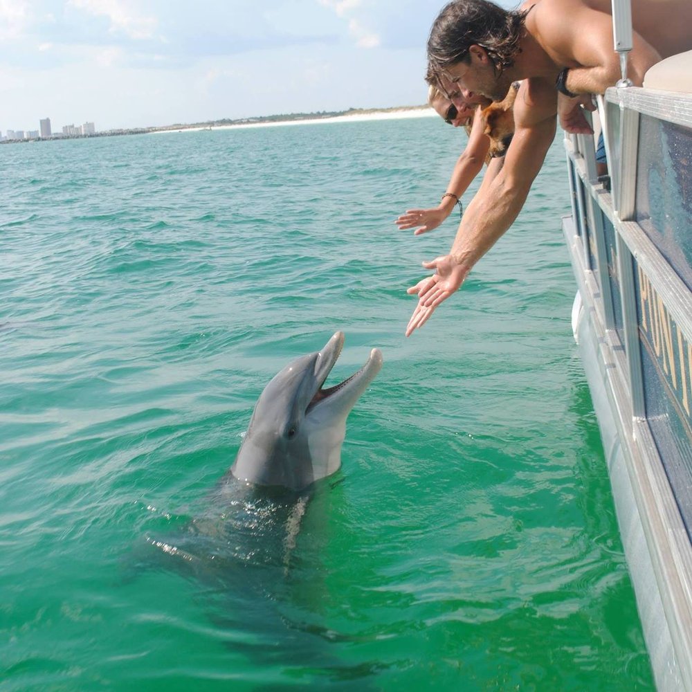 What time of year do you see dolphins in Florida